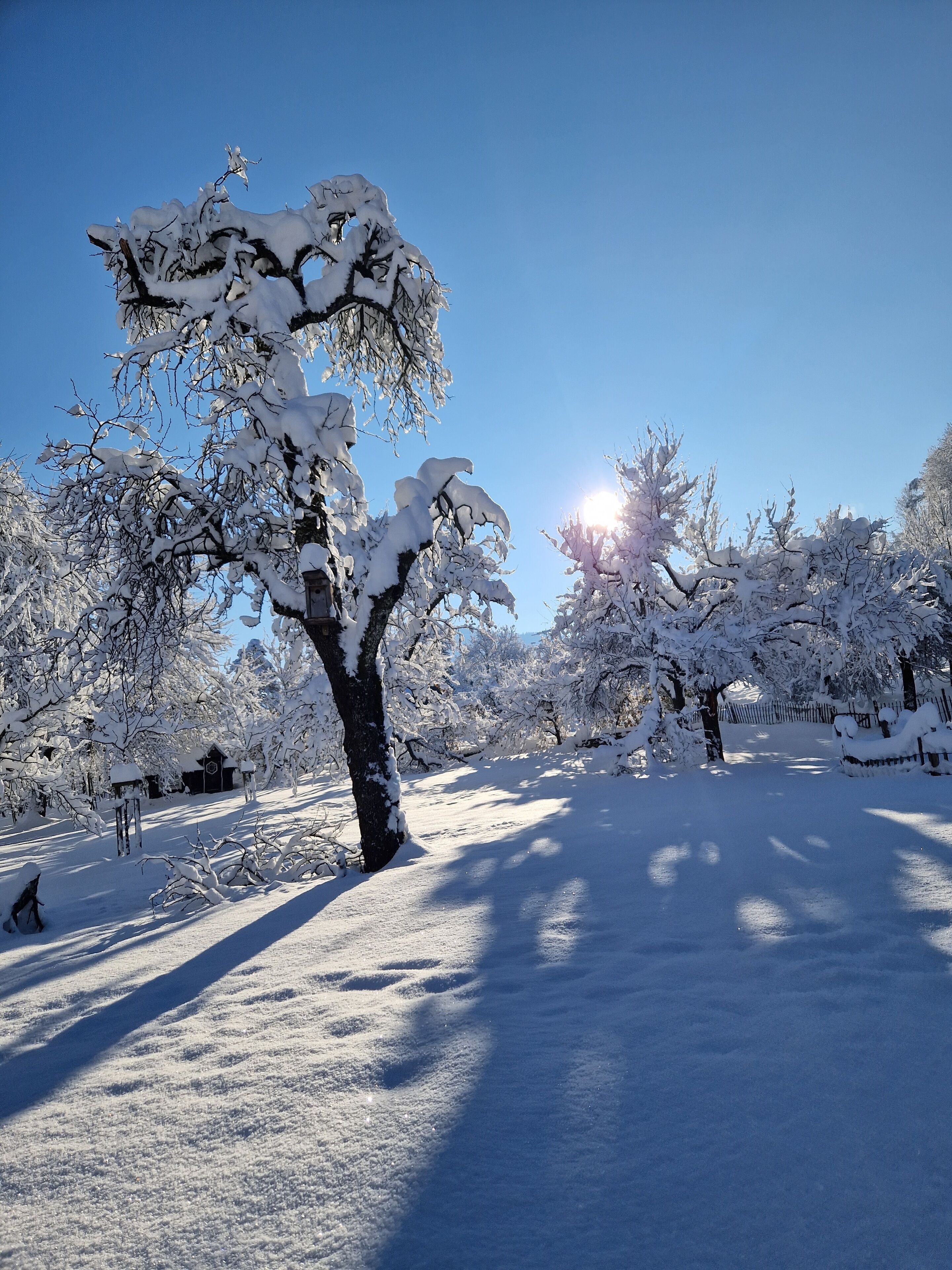 A snow-covered landscape with trees and a clear sky.