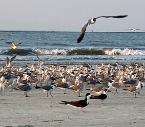 Plage à proximité