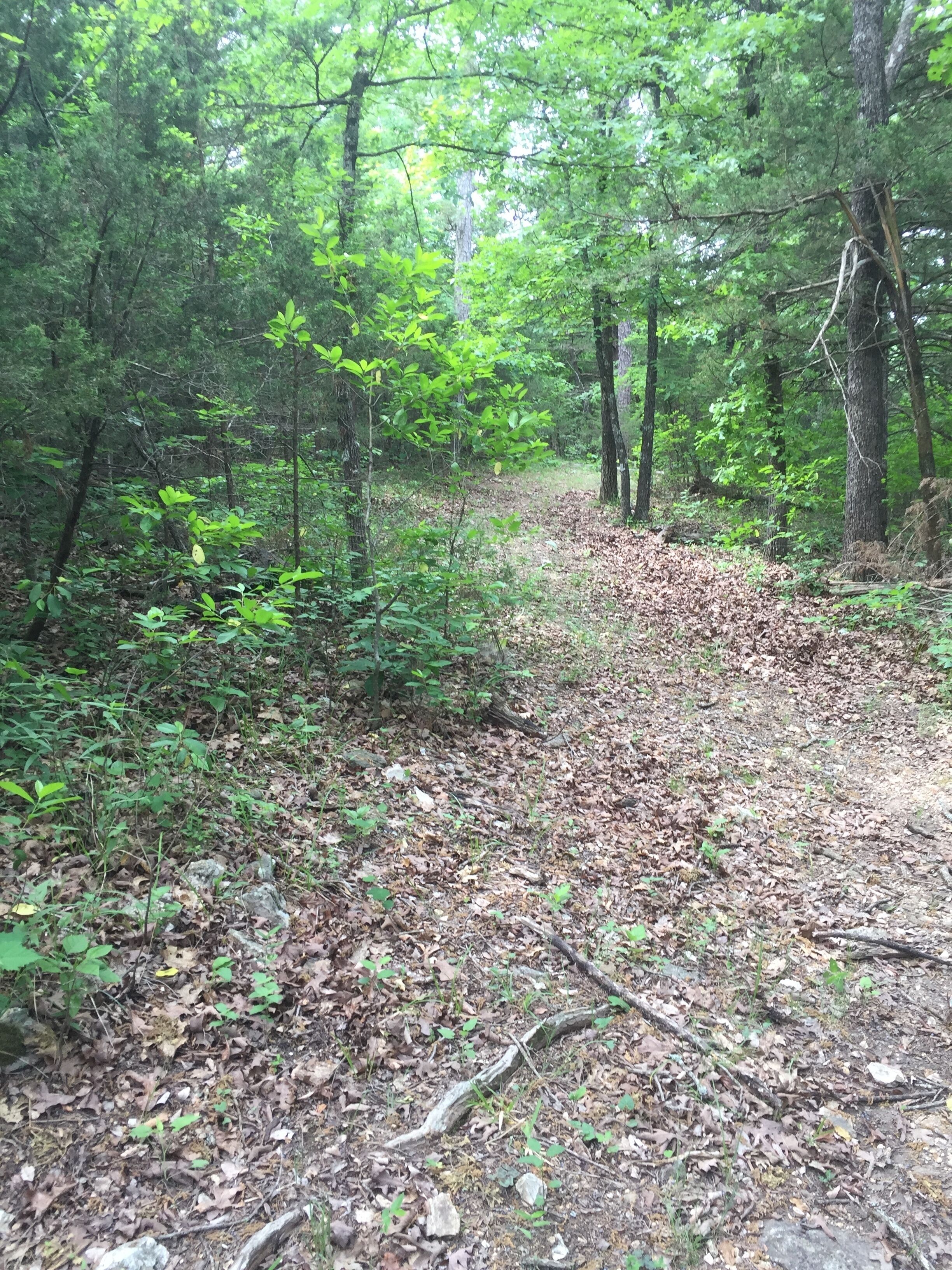 A forested area with a dirt path.
