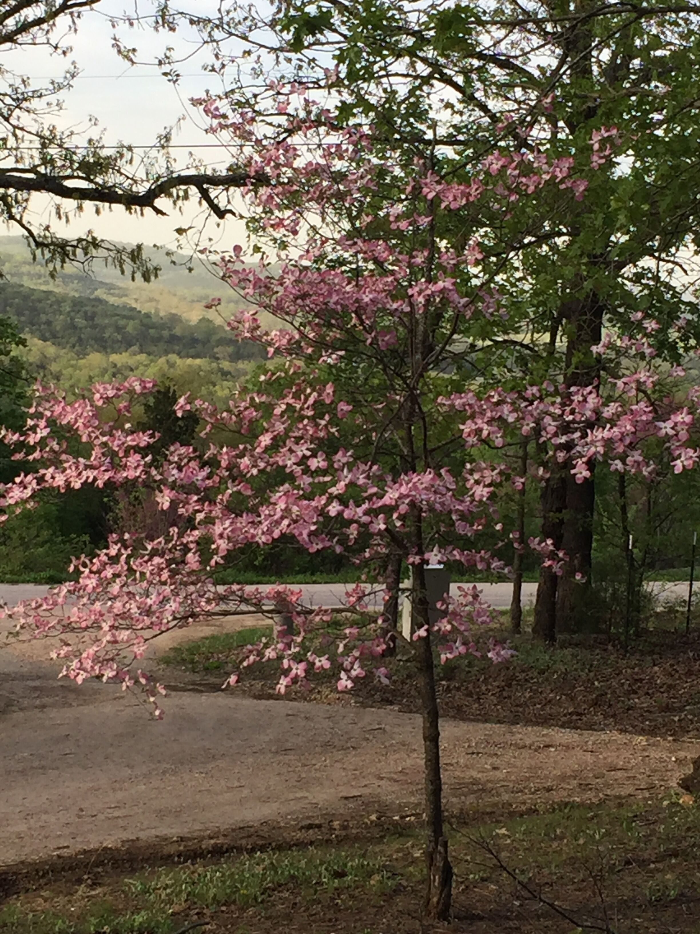 A tree with pink blossoms in a park setting.