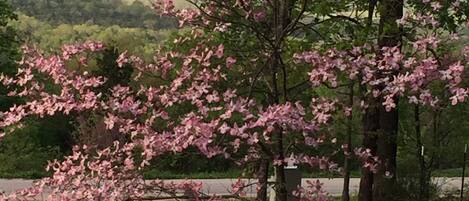A tree with pink blossoms in a park setting.
