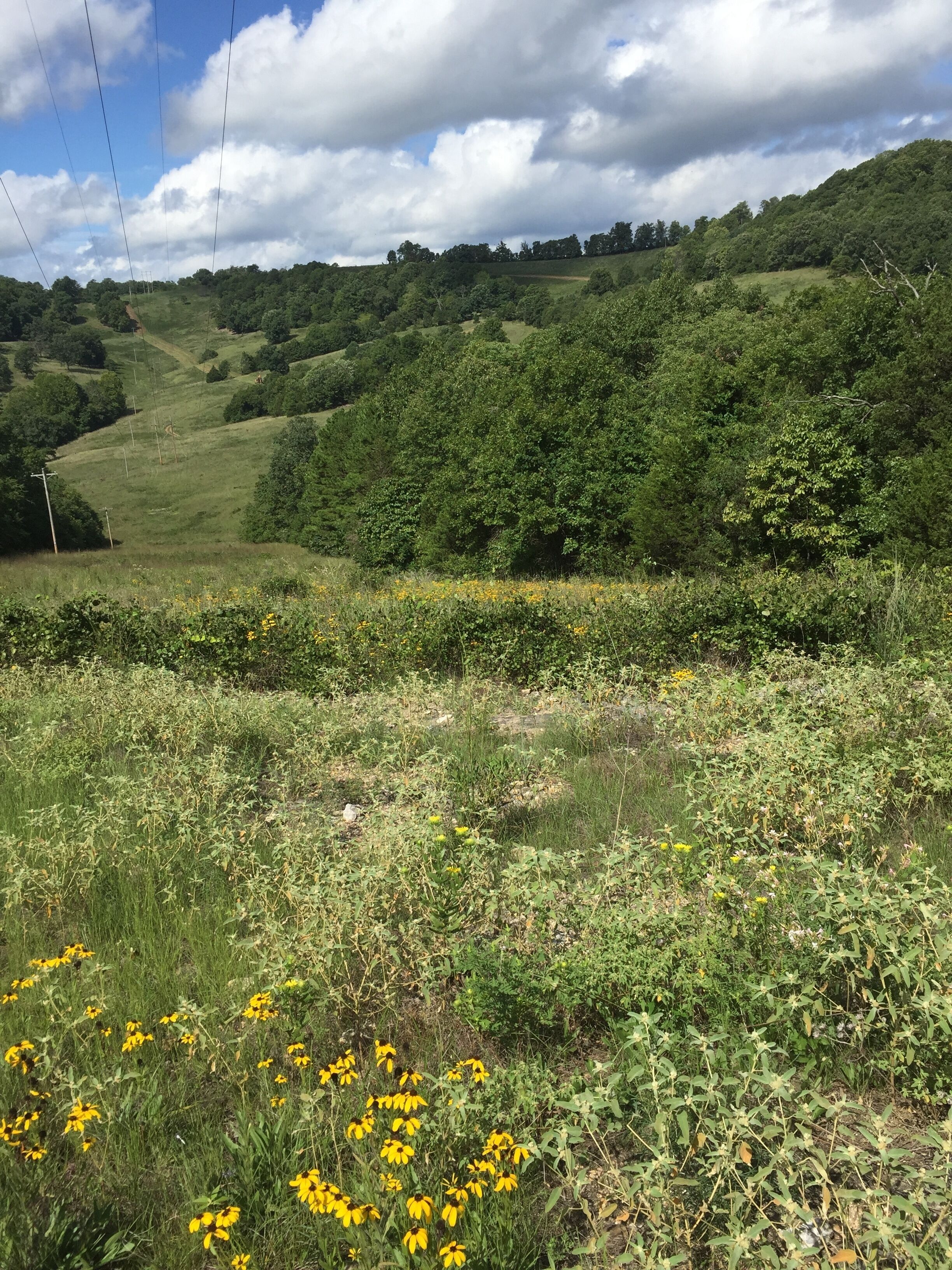 Un paysage verdoyant et luxuriant, avec des collines douces et un ciel dégagé.