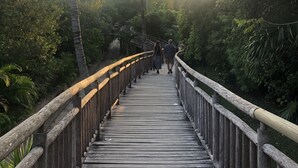 Een houten brug met leuningen, omgeven door weelderige begroeiing en palmbomen.