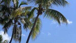 Una spiaggia con palme, un cartello che indica che un ristorante si è trasferito, e una barca ormeggiata vicino alla riva.