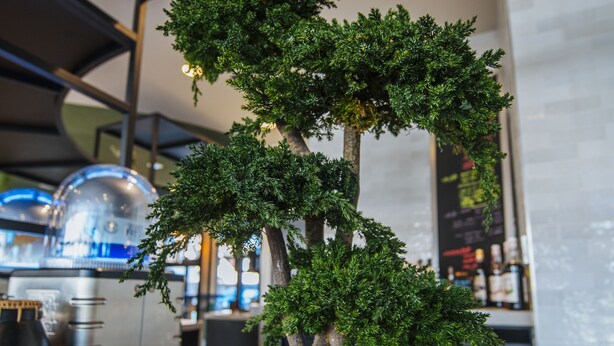 A bonsai tree in a textured pot on a table in a cafe setting. - ibis budget Rouen Centre Rive Gauche (Rouen)