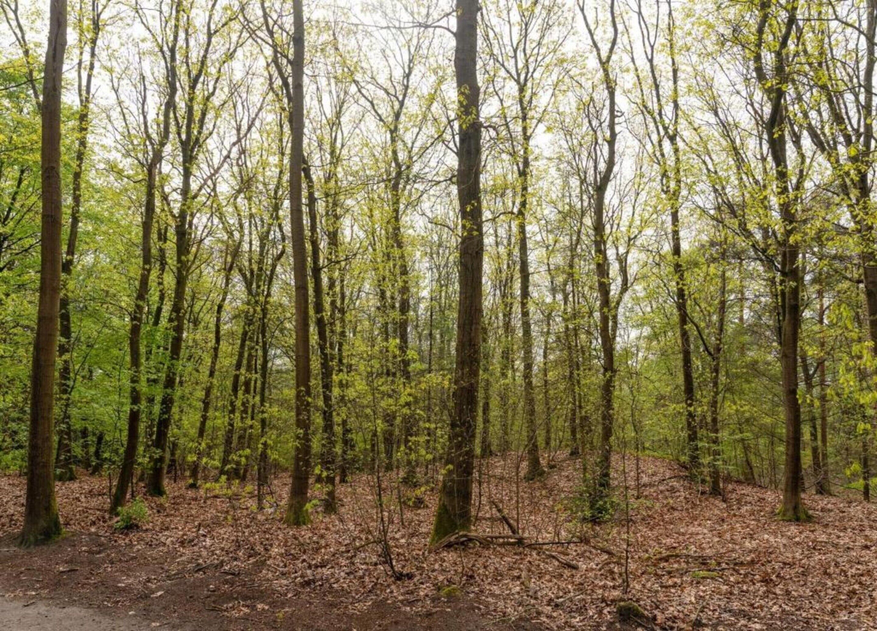 A dense forest with tall trees and a ground covered in fallen leaves.