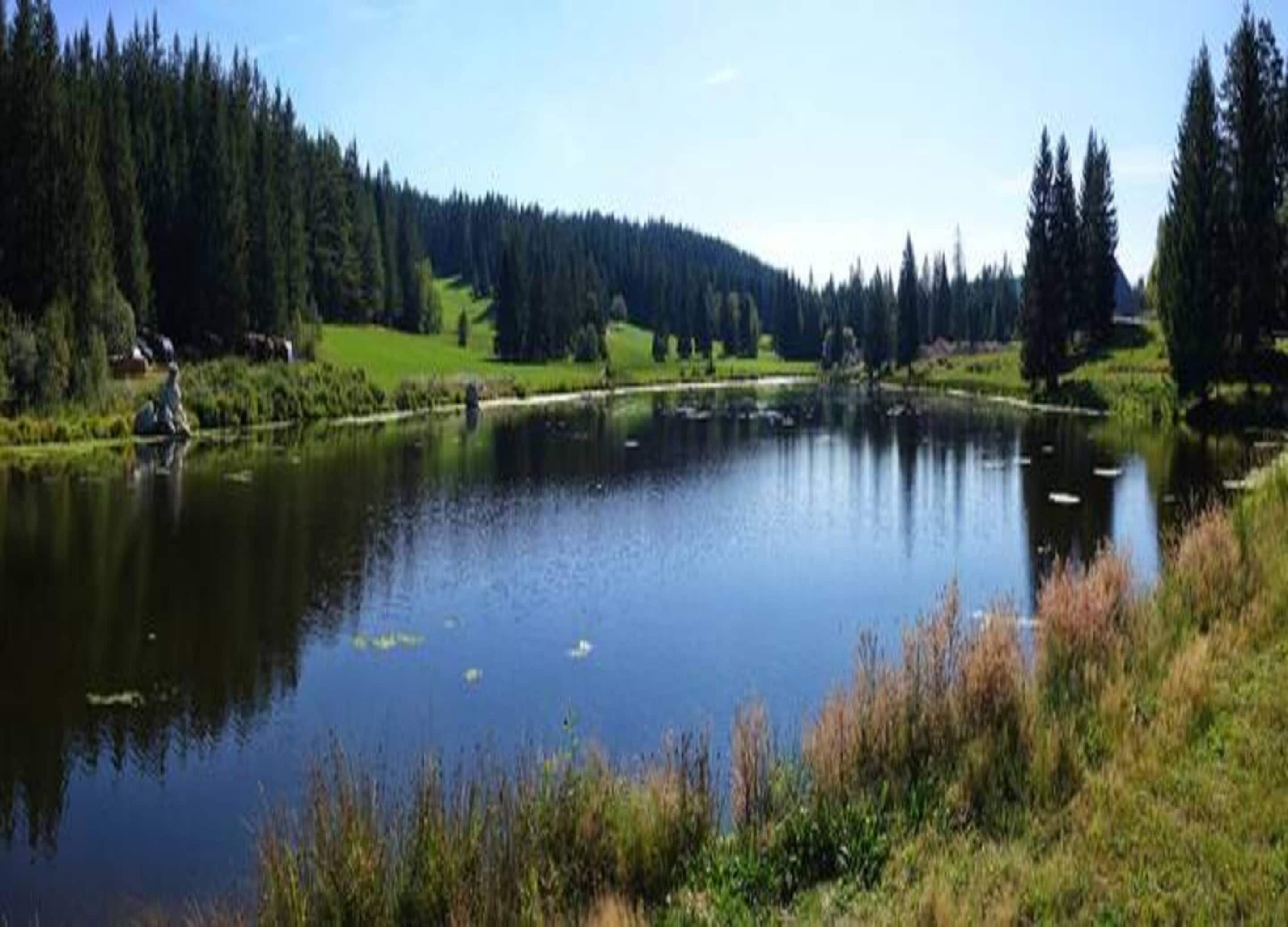 Um lago tranquilo rodeado por floresta densa e áreas gramadas.