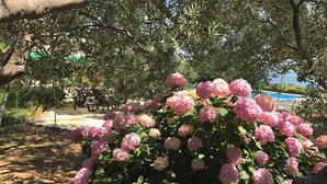Un jardín con arbustos de hortensias rosadas y un banco bajo un árbol.