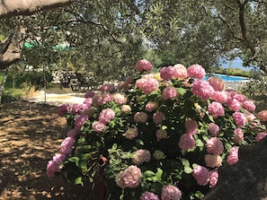 Casa, 2 quartos, piscina particular, vista para o jardim | Jardim