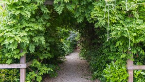 Un sendero de grava bordeado por densa vegetación verde y postes de madera.