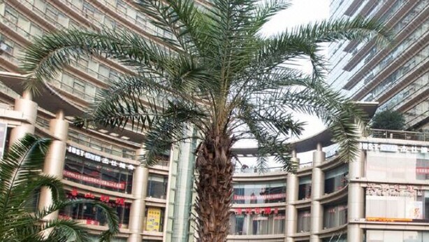 Un edificio moderno con fachada curva, ventanas amplias y una palmera al frente.