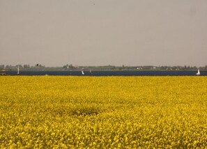 House | View from property