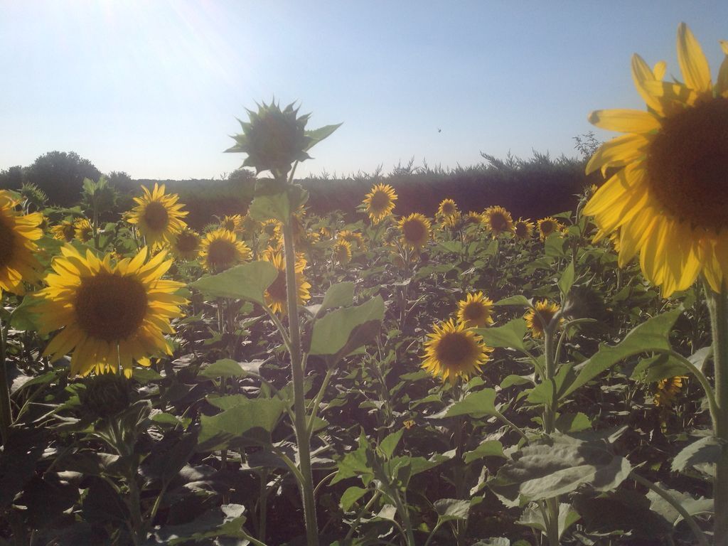 Ein Sonnenblumenfeld mit blauem Himmel im Hintergrund.