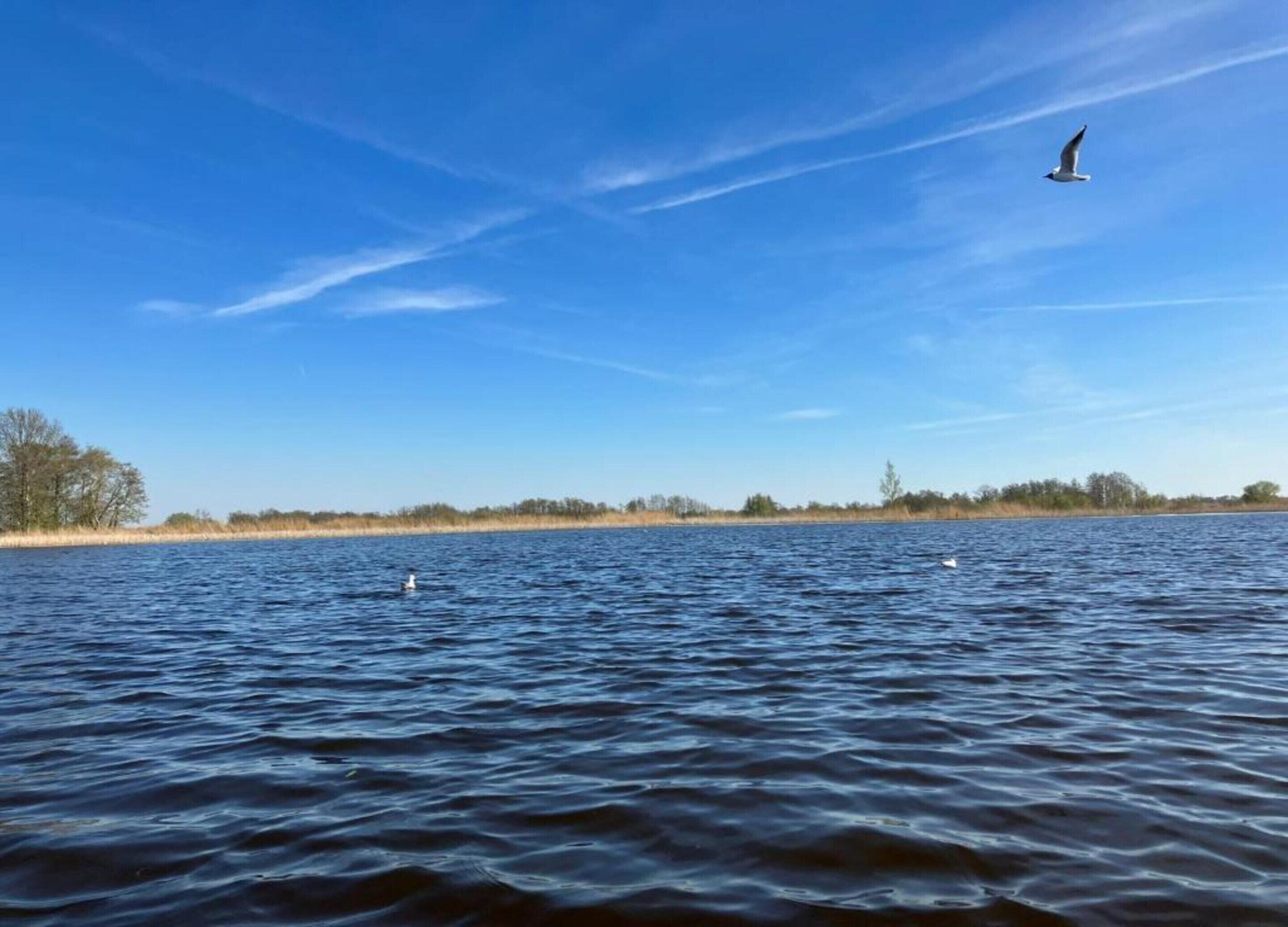 Una masa de agua tranquila con cisnes y un ave volando en el cielo.