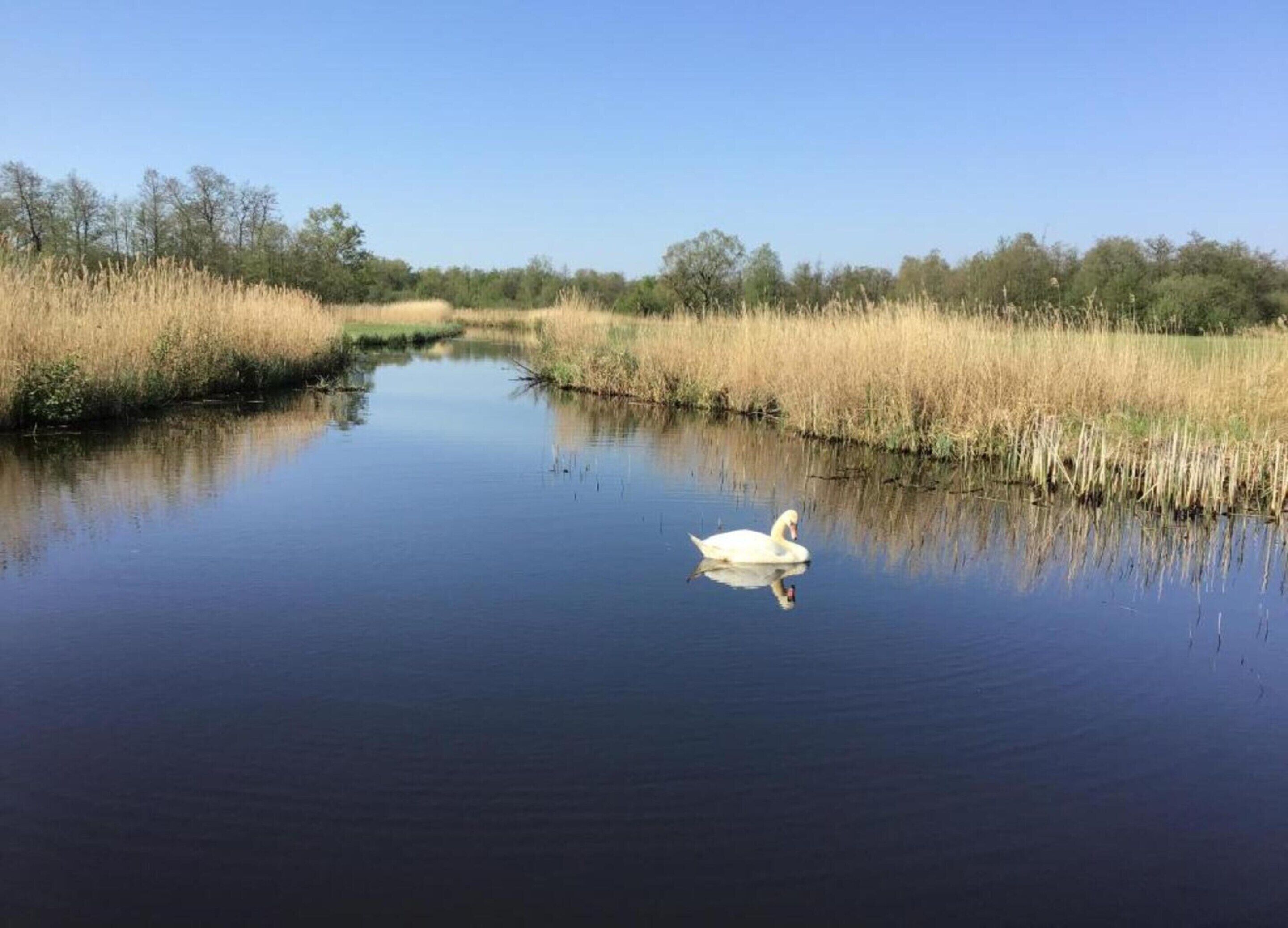 A calm water body with a swan swimming, surrounded by tall grasses and trees.