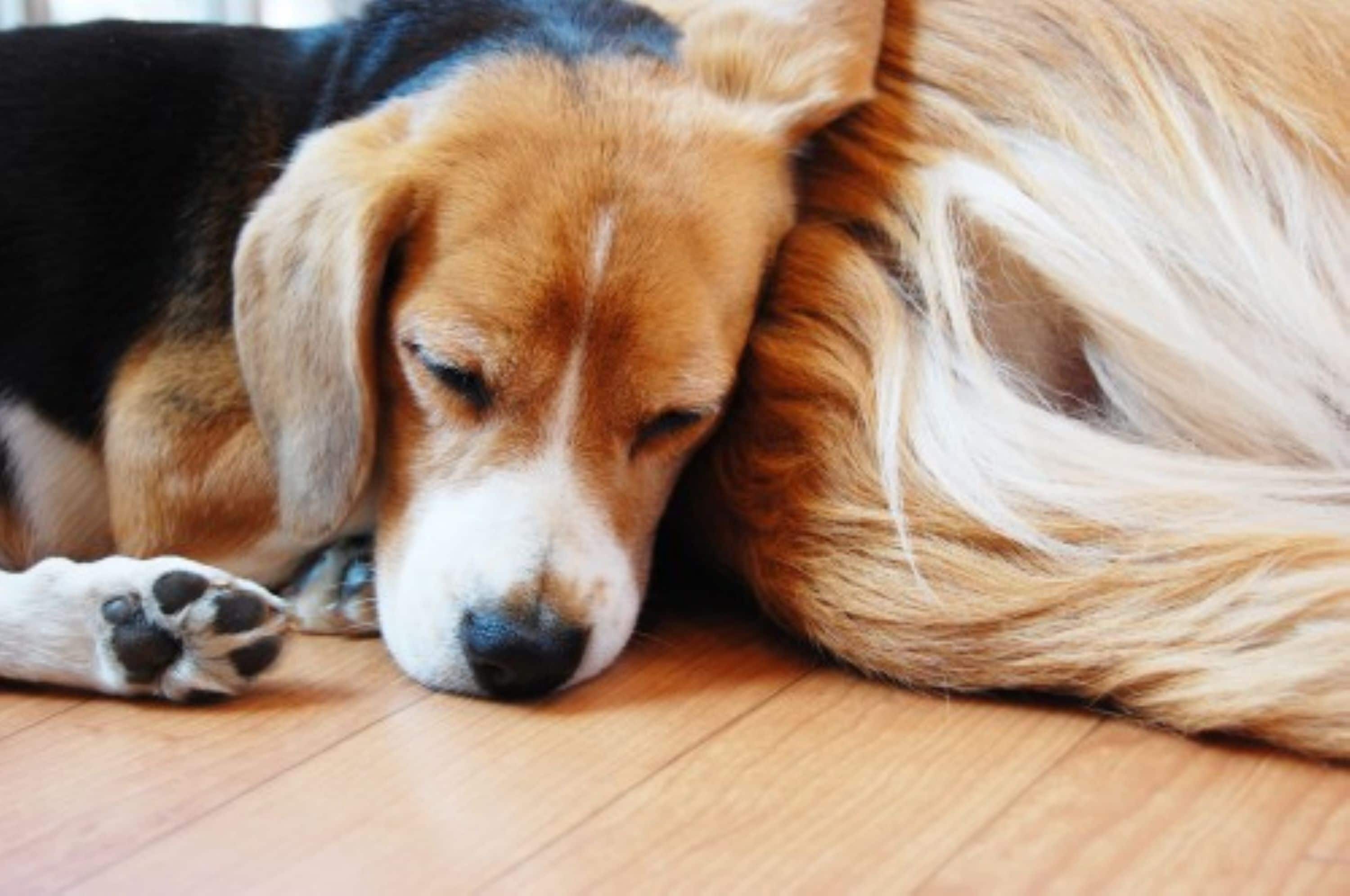 A close-up of a dog resting its head on a person's leg.
