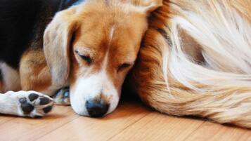A close-up of a dog resting its head on a person's leg.