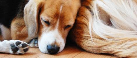 A close-up of a dog resting its head on a person's leg.