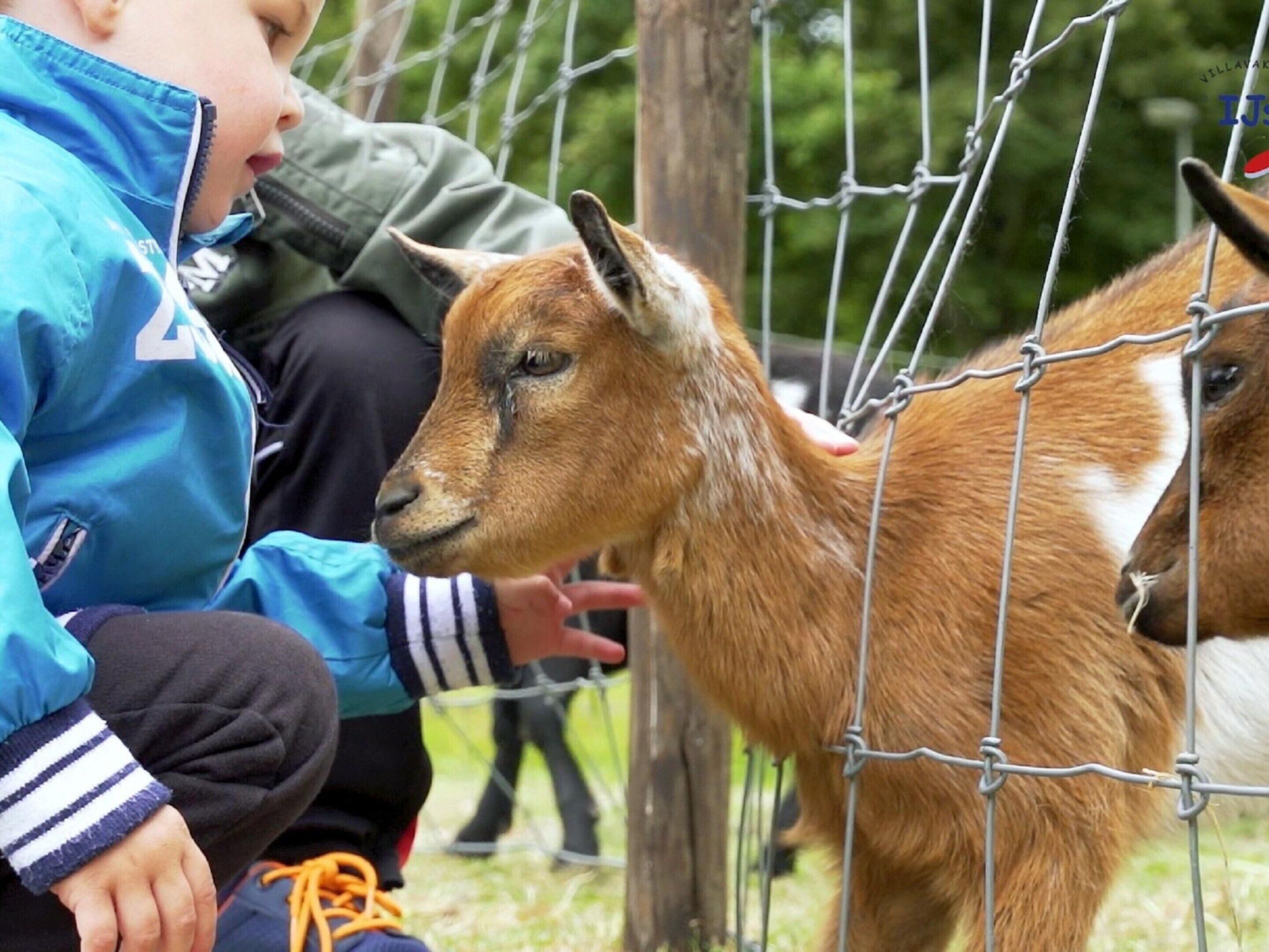 A person in a blue jacket petting a goat behind a wire fence.