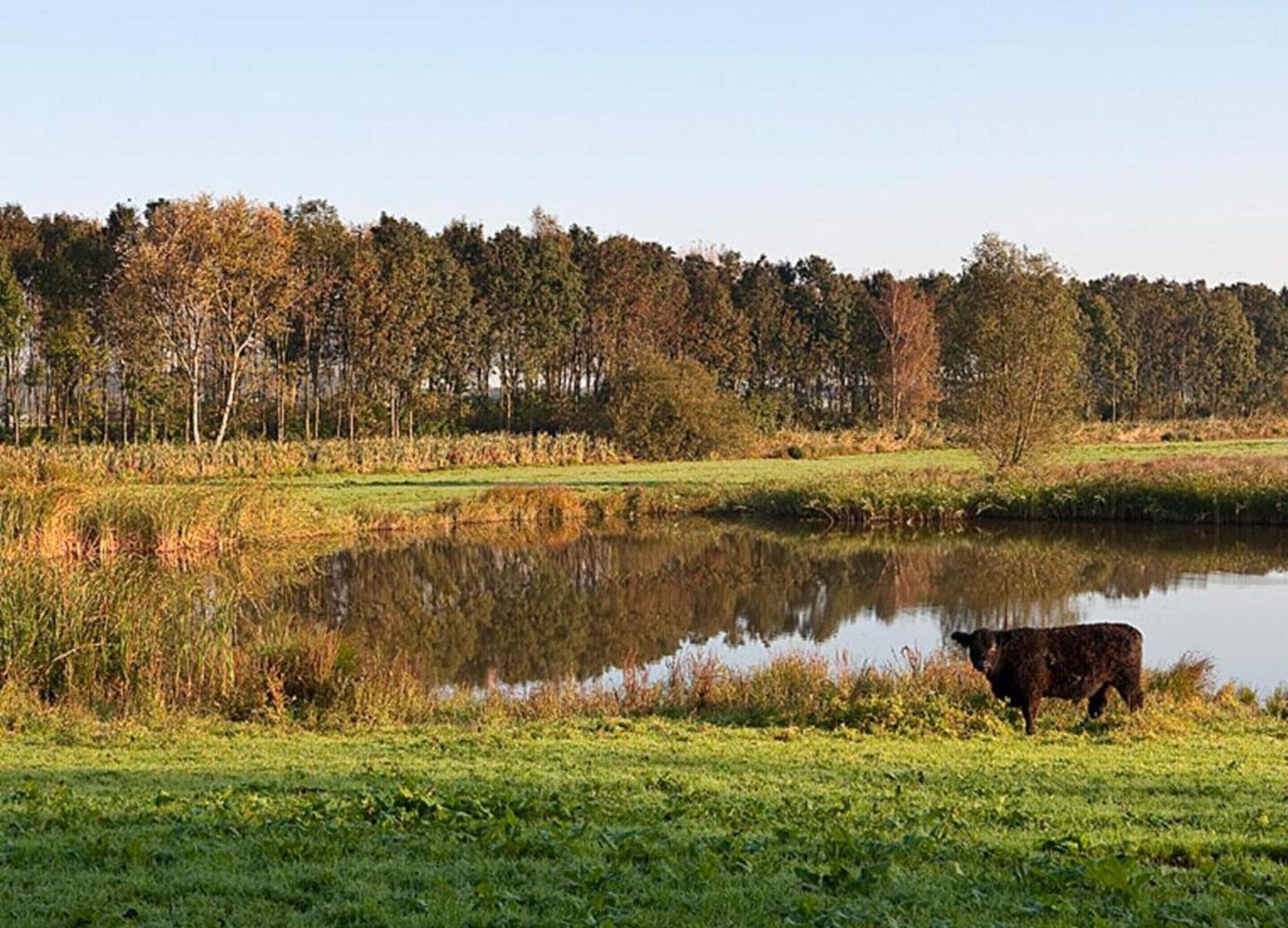 A serene landscape with a pond, grassy field, and trees in the background.