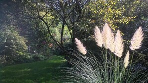 Ein Garten mit hohem Gras und Bäumen.