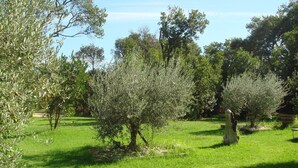 A grassy outdoor area with trees and a clear sky. - Holiday Home in Corsica Near the Beach (Poggio-Mezzana)