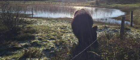 A cow grazing near a body of water with a fence in the foreground.