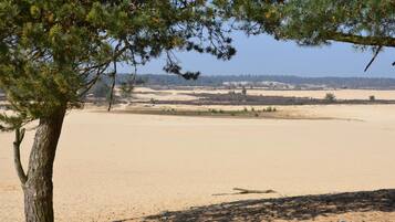 A tree-lined beach with a clear view of the sandy shore and distant trees.