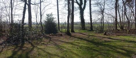 A natural landscape with trees, a small bush, and a grassy area.