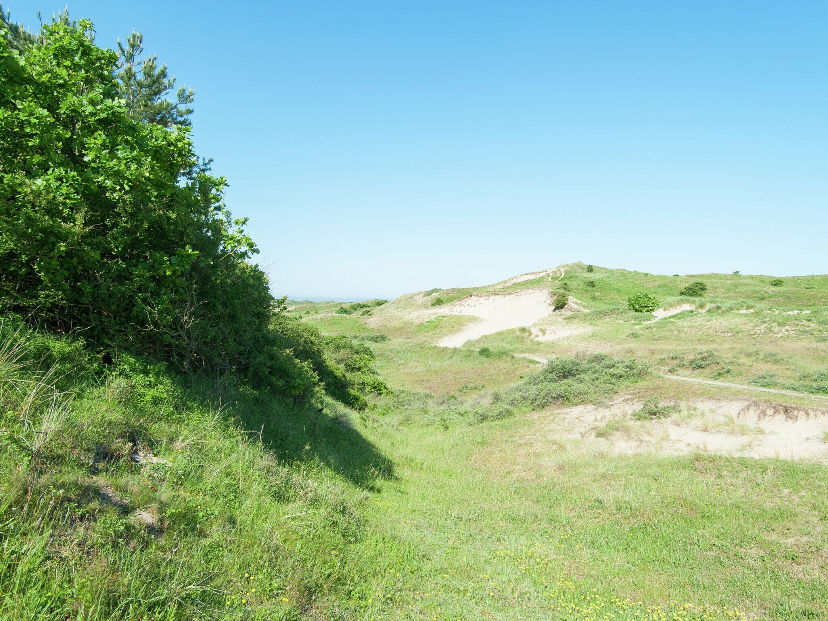 A grassy landscape with a dirt path leading to a hill.