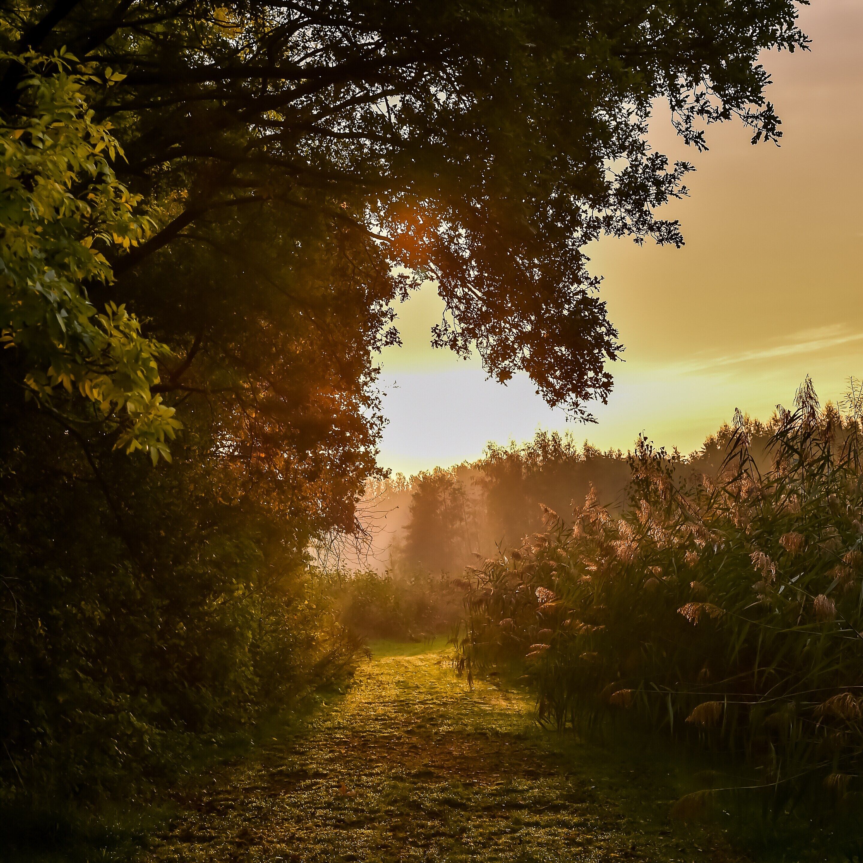 A pathway through a forest with sunlight filtering through trees.