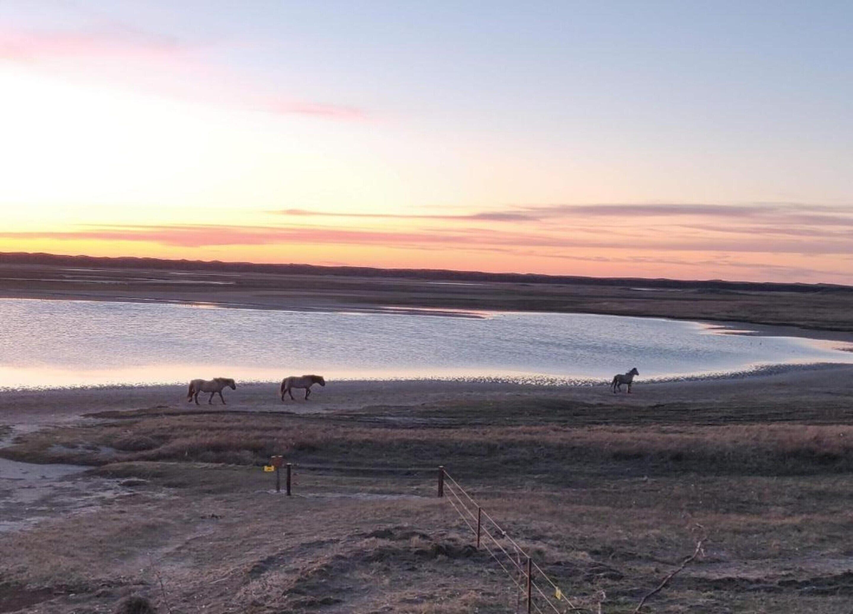 A flat landscape with a body of water and horses grazing.