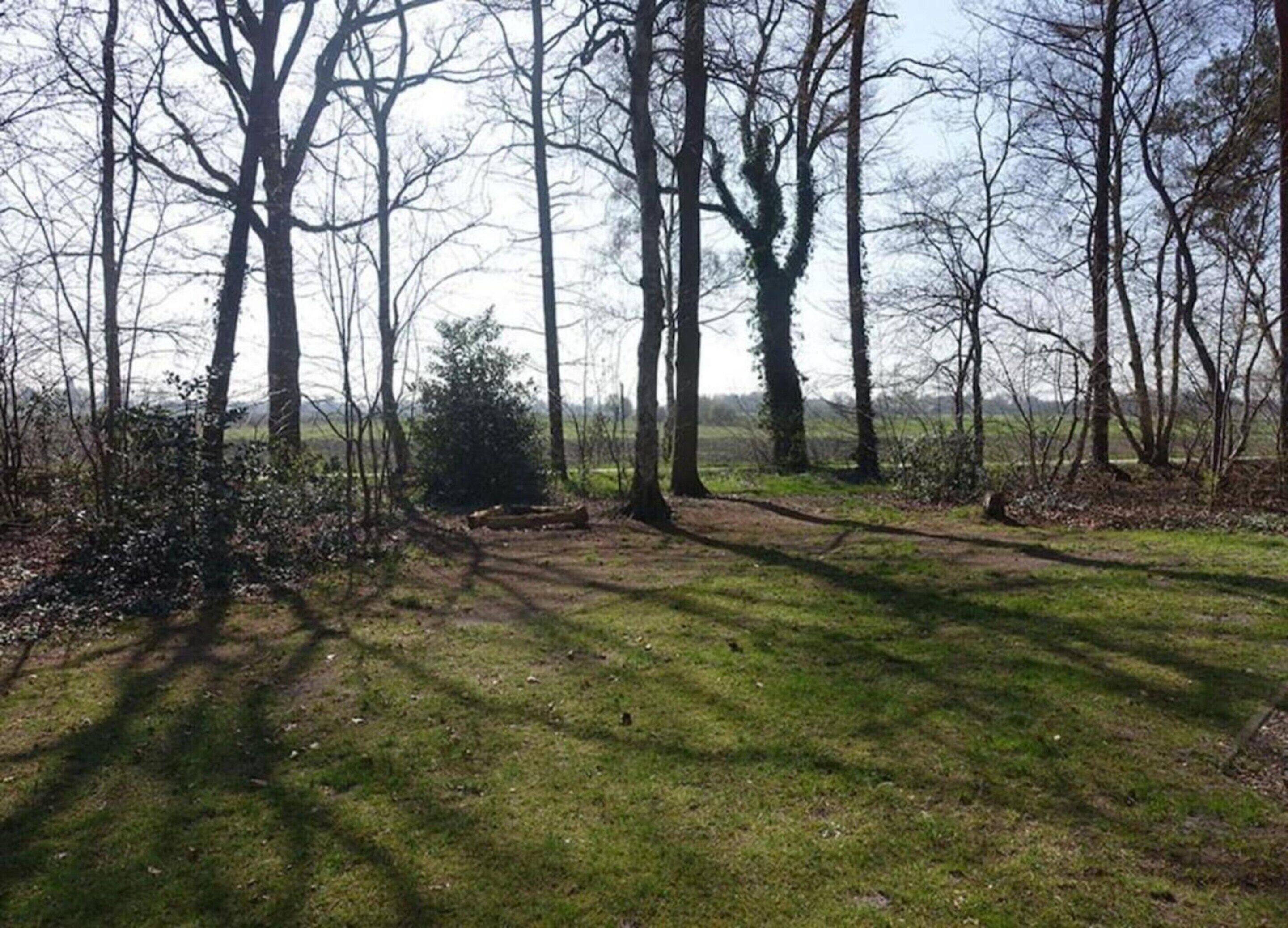 A natural landscape with trees, a small bush, and a grassy area.