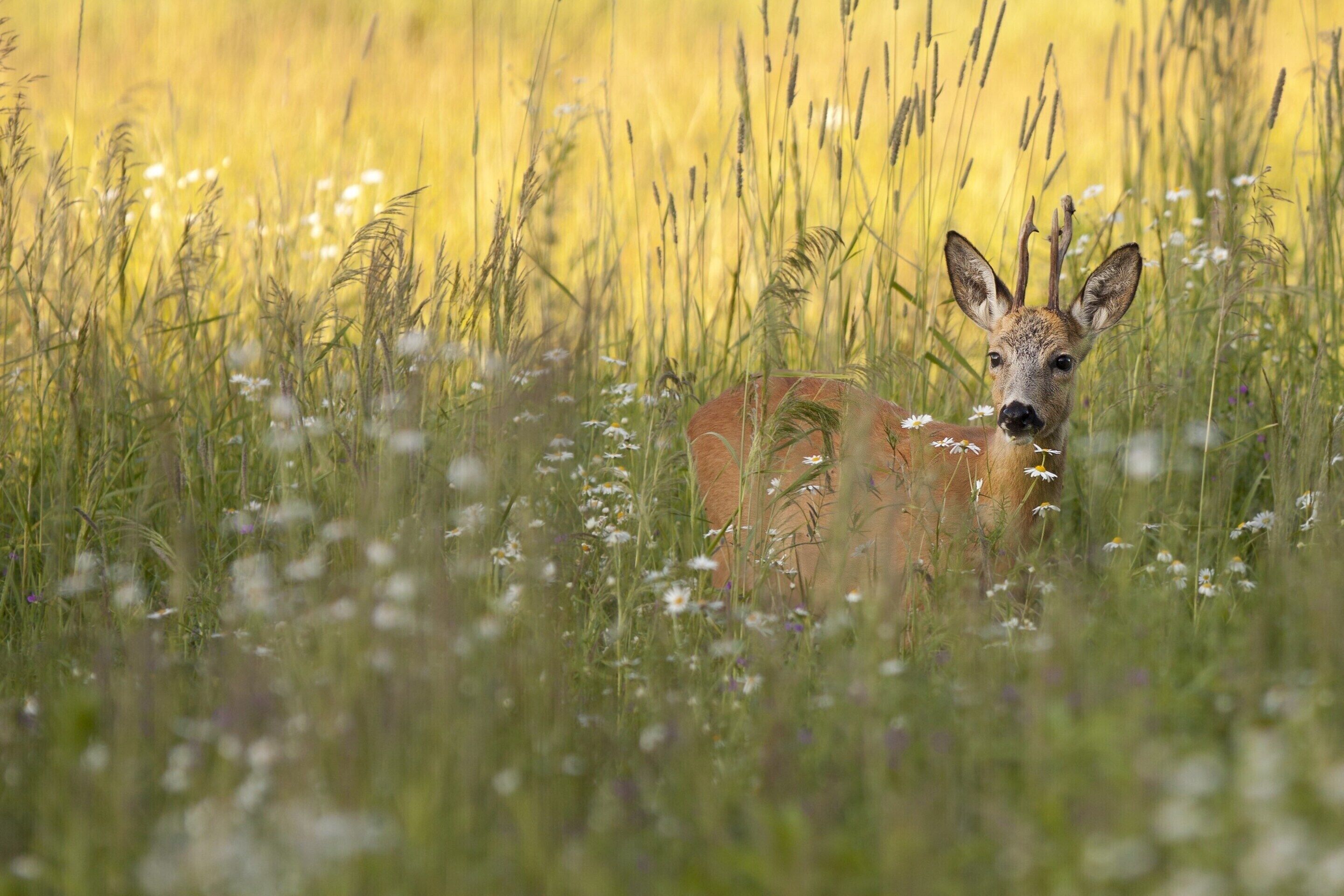 A deer in a field of tall grass and wildflowers.