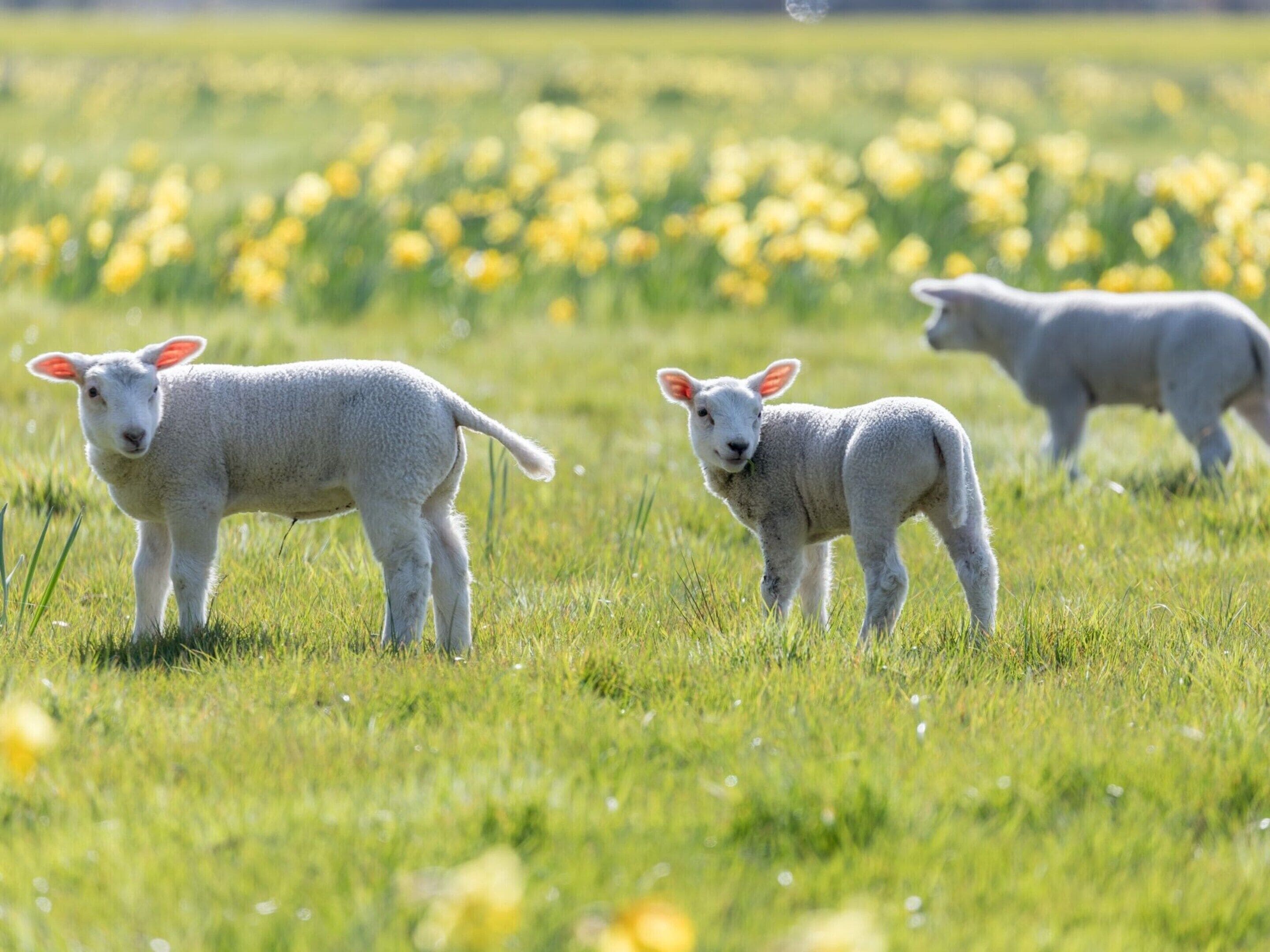 A grassy field with three sheep.