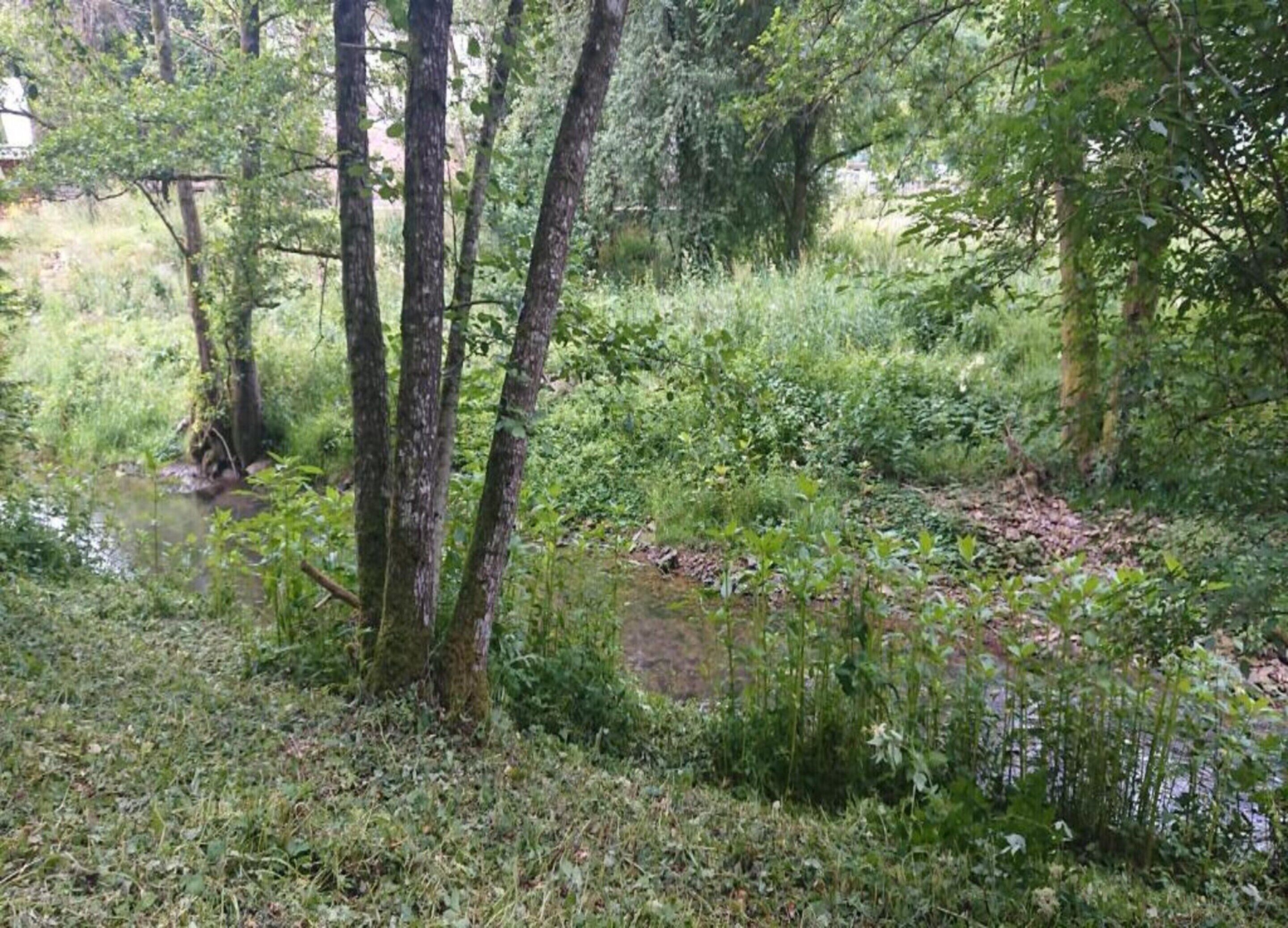 Ett vackert naturområde med en liten bäck, omgivet av tät vegetation och träd.
