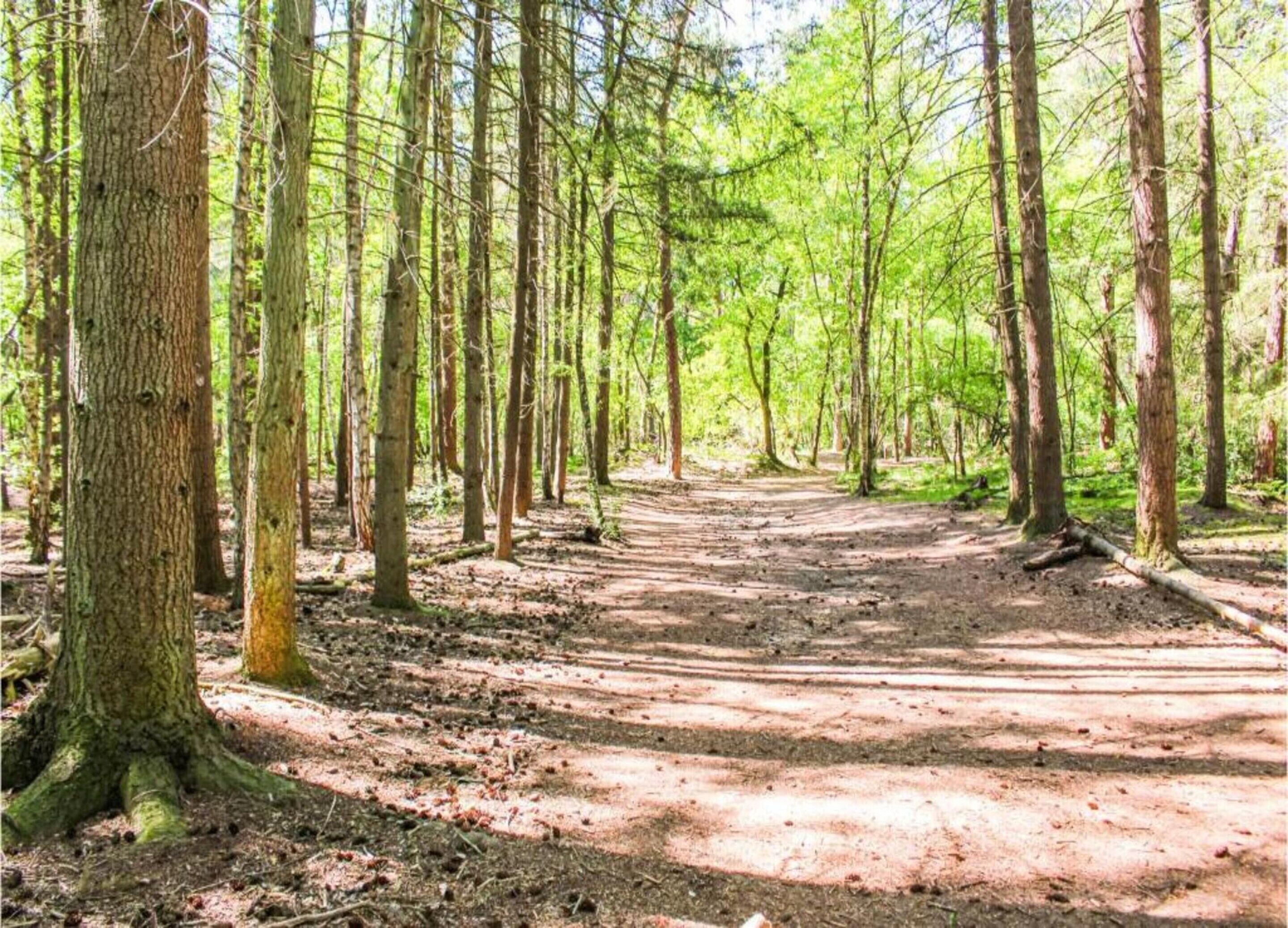 A forest path surrounded by tall trees.