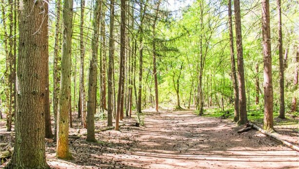 A forest path surrounded by tall trees. - Lodge in Duinhoeve Near Dunes & Playground (Udenhout)
