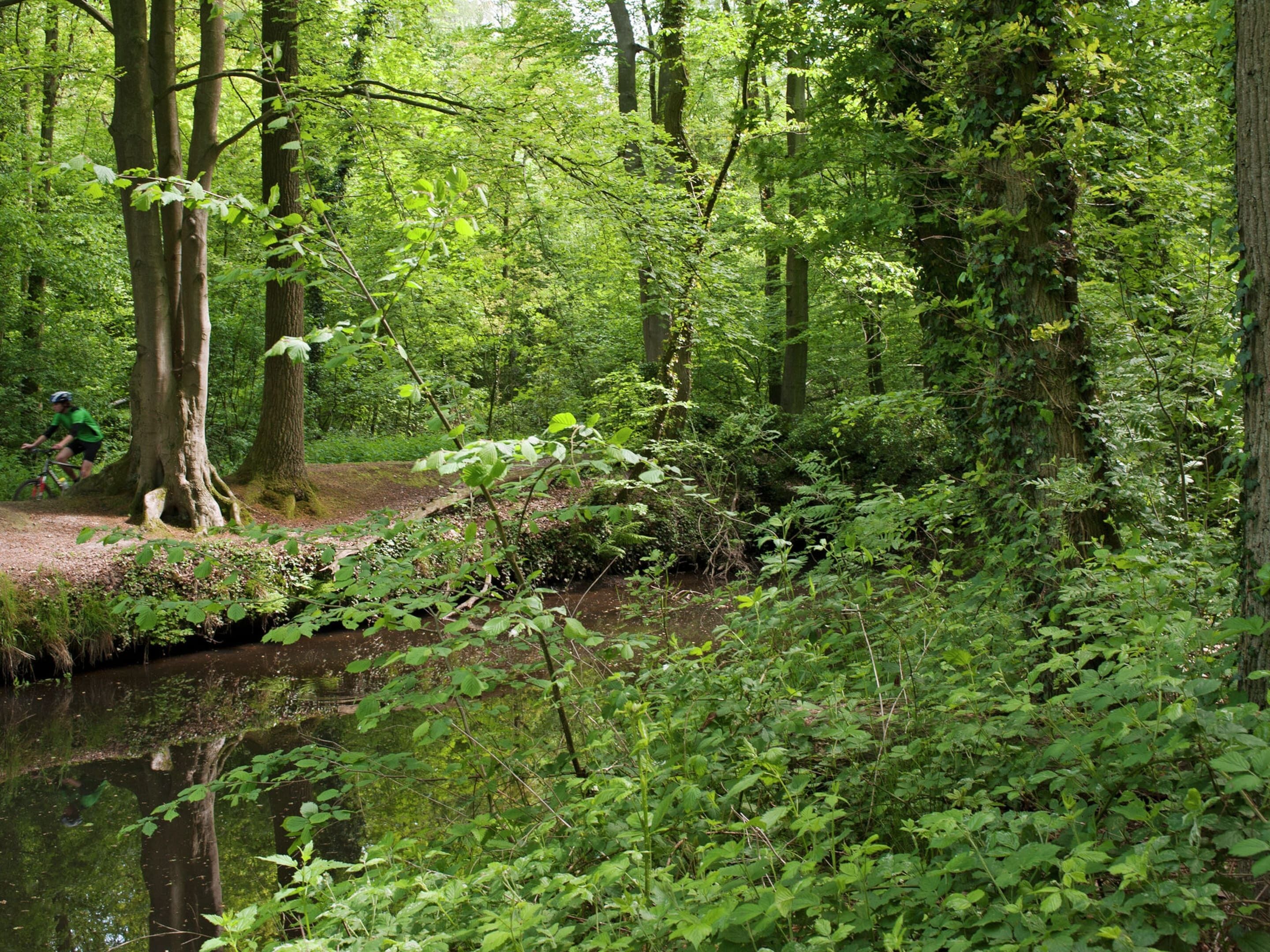 A forested area with a stream, dense greenery, and a path.