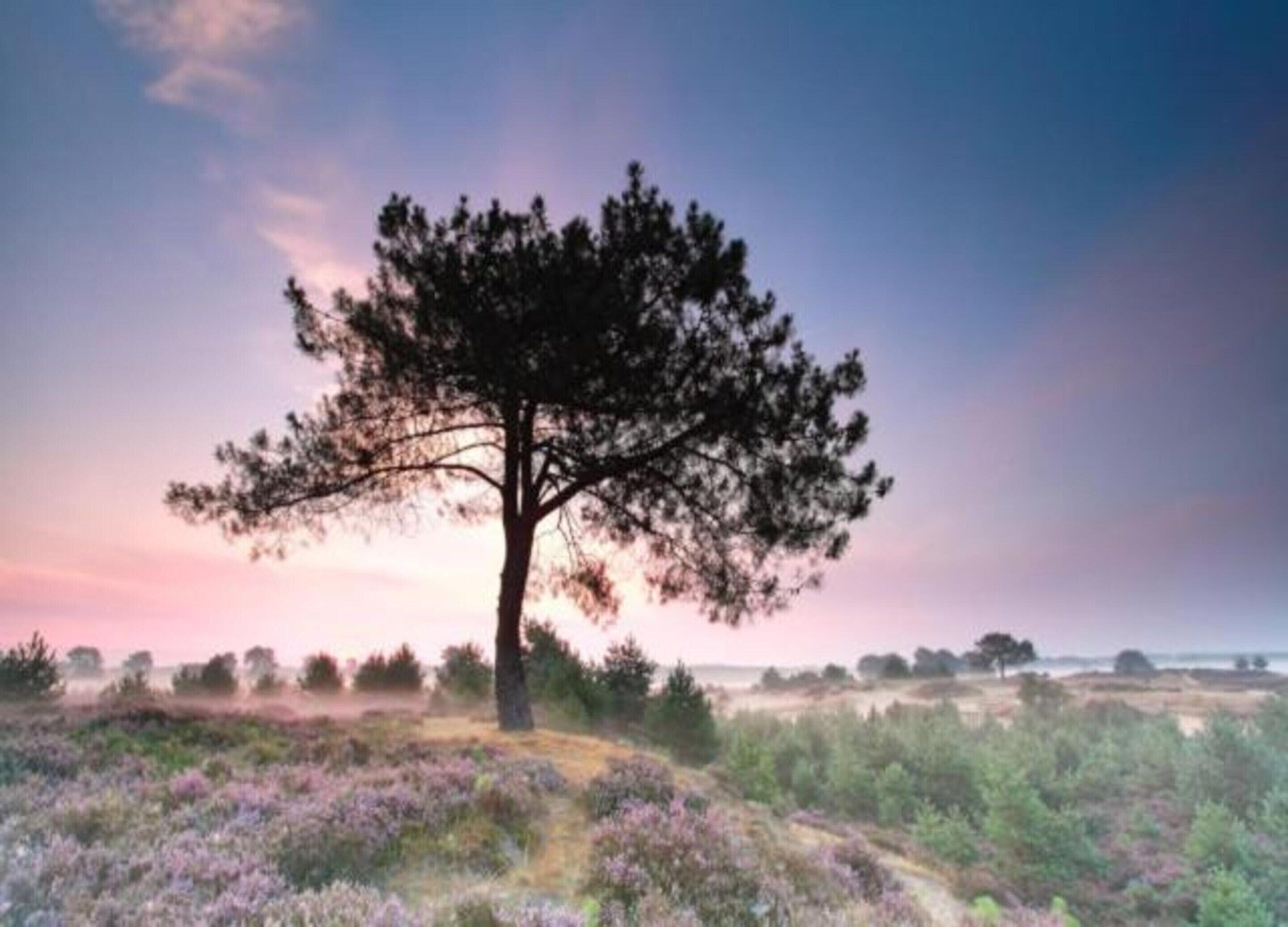 A solitary tree in a field with a clear sky.