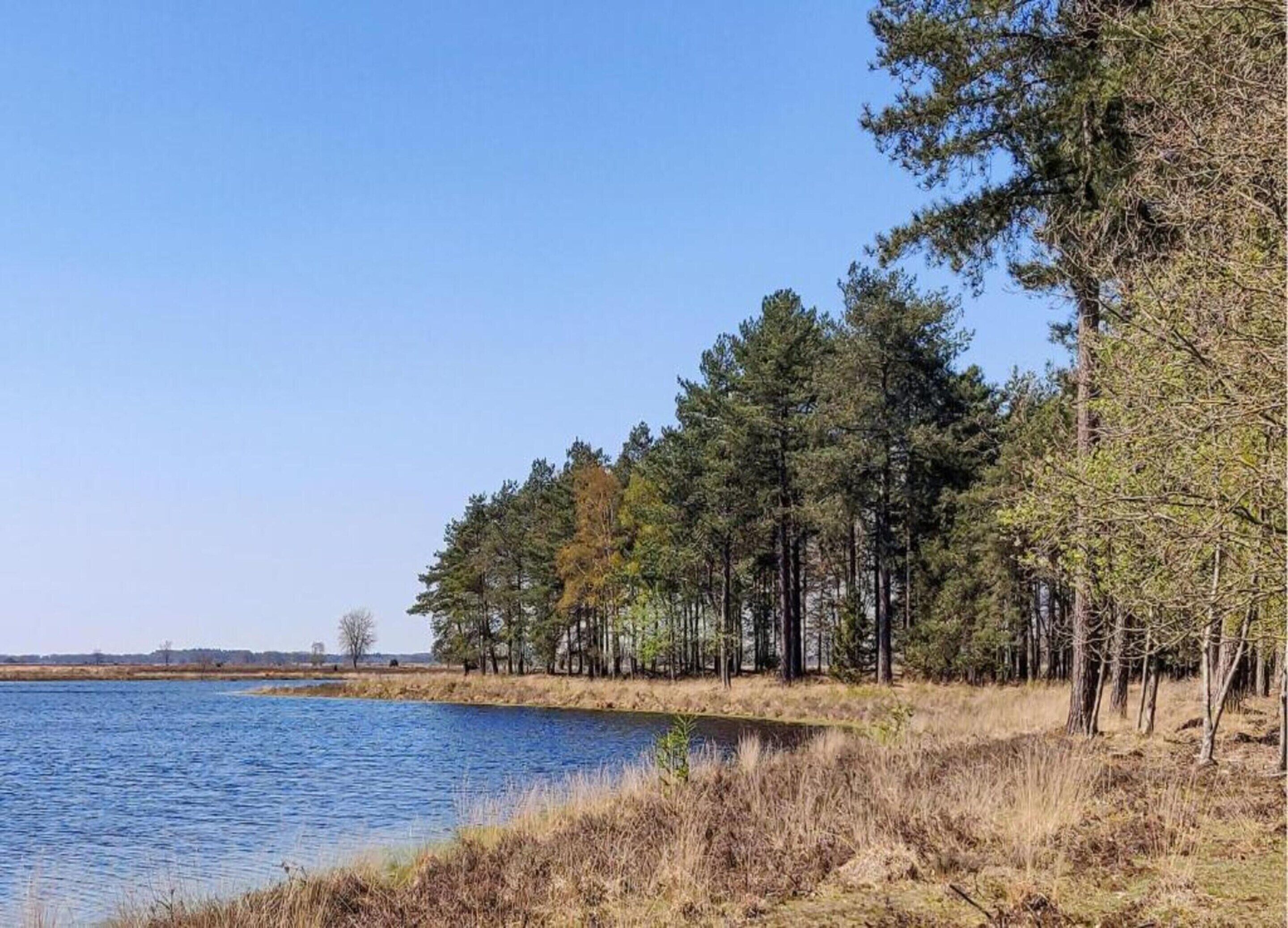 Une vue sur le lac, avec une rangée d’arbres imposants et un ciel bleu dégagé.