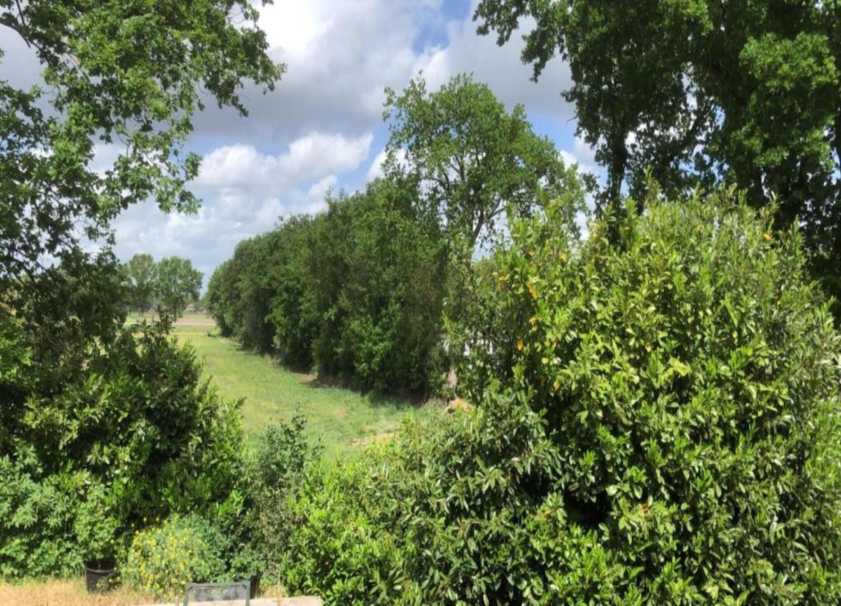 Et frodigt, grønt landskab med tæt vegetation og træer.