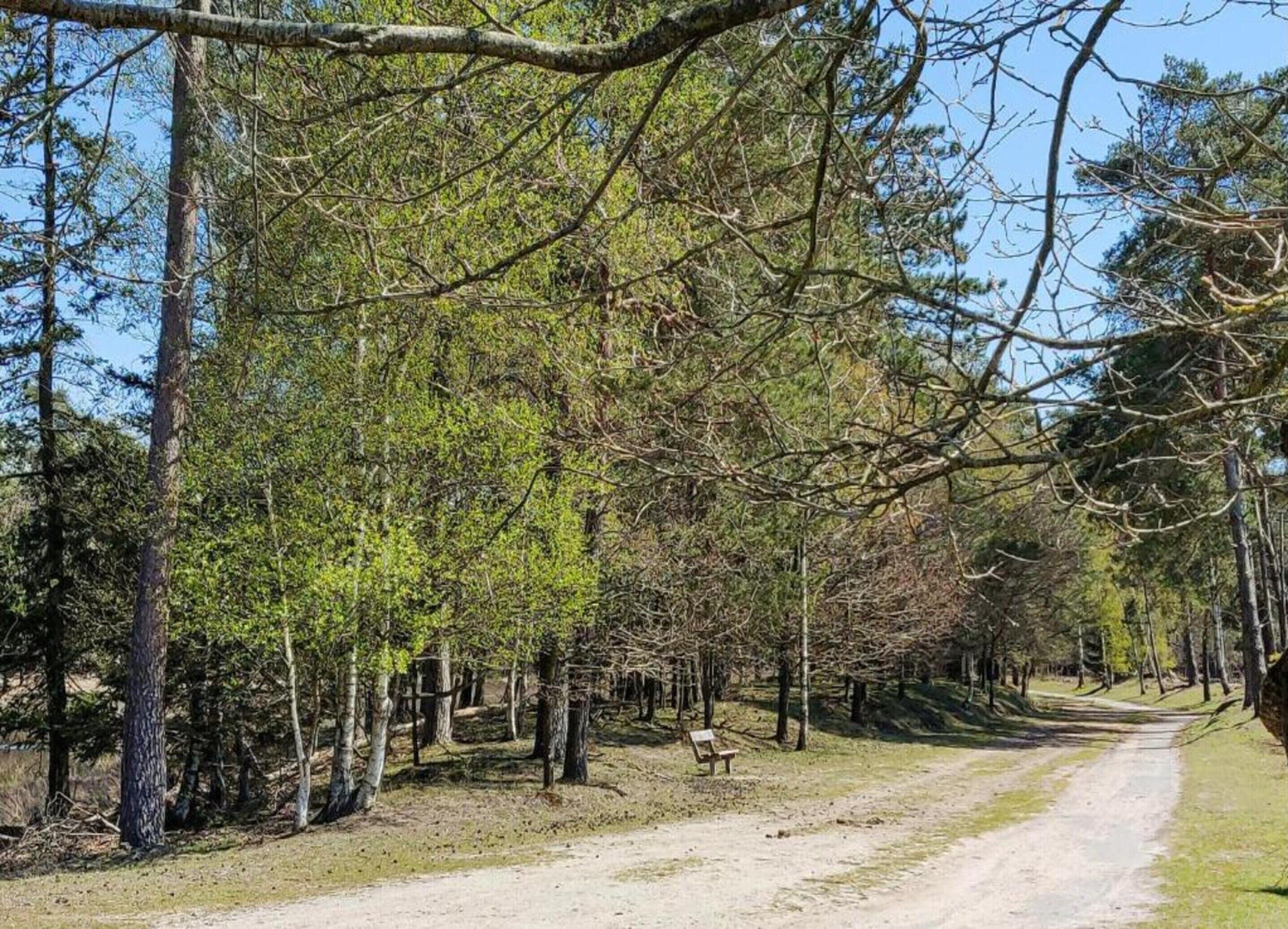 A dirt path through a forest with trees and a bench.