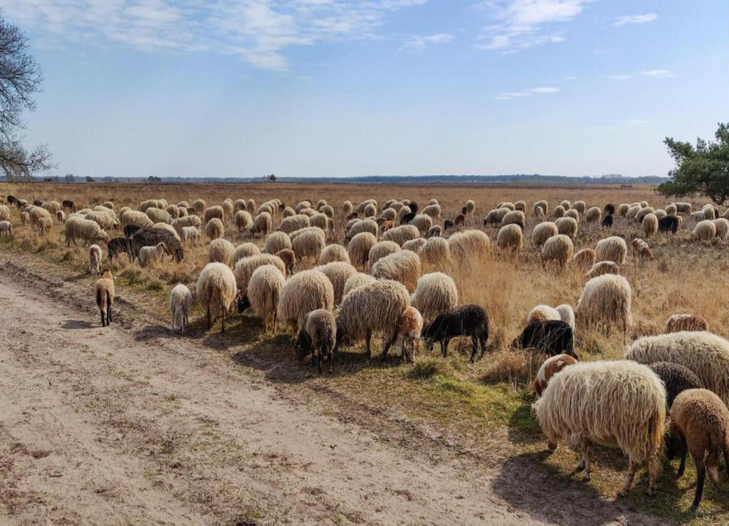 A herd of sheep grazing in a field with a dirt path and sparse vegetation.