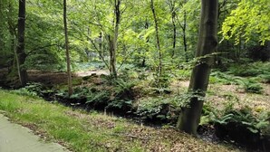 A forested area with a dirt path alongside a sidewalk. - Holiday House in Friesland With Garden (Sint Nicolaasga)