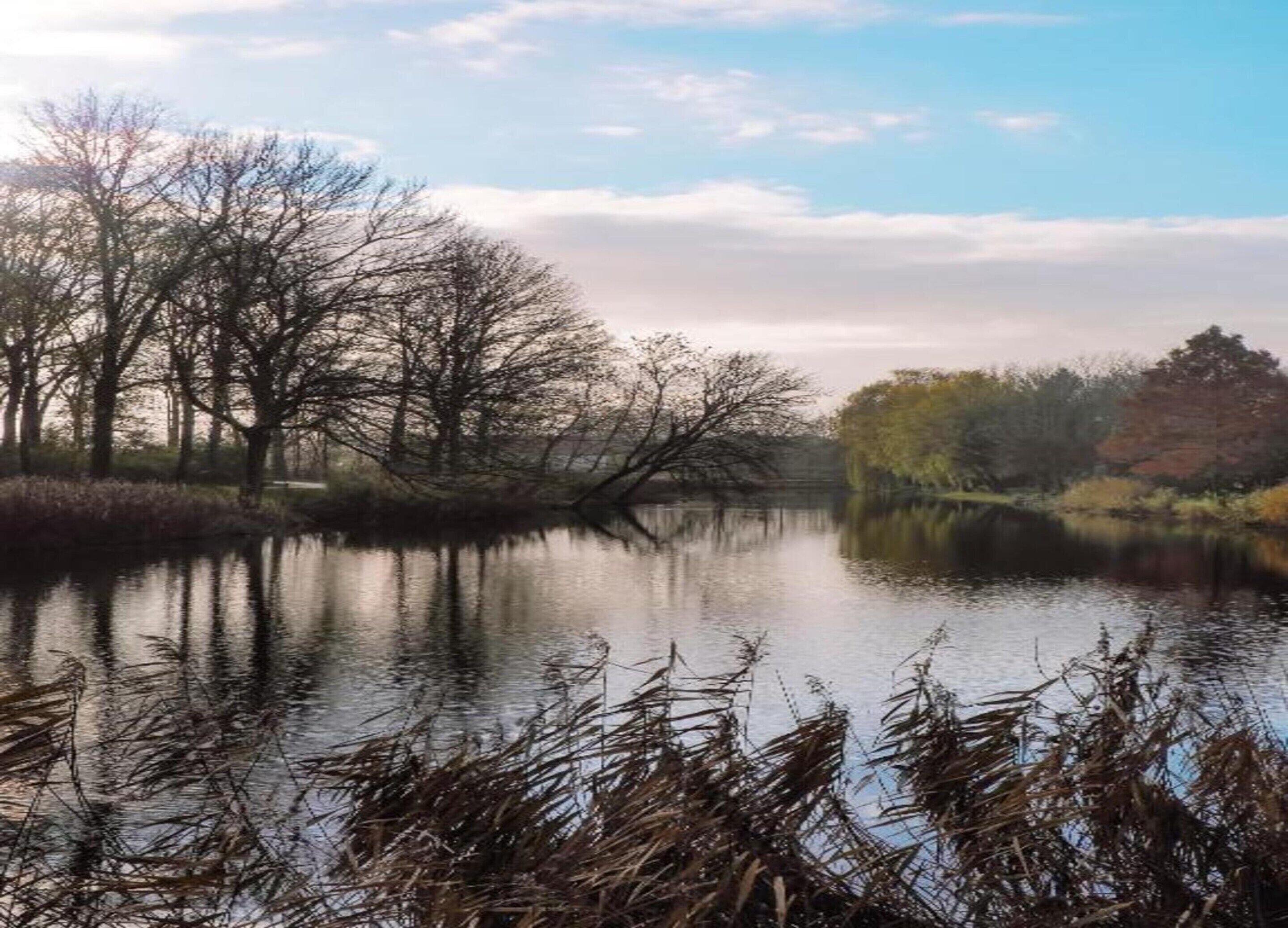 A calm river with trees and reeds.