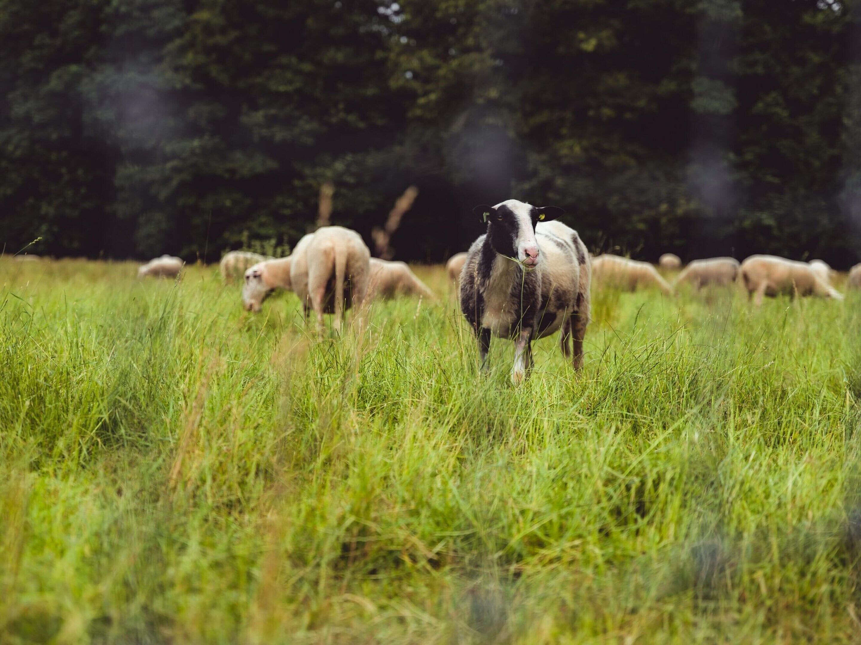 Een weide met grazende schapen en een koe.