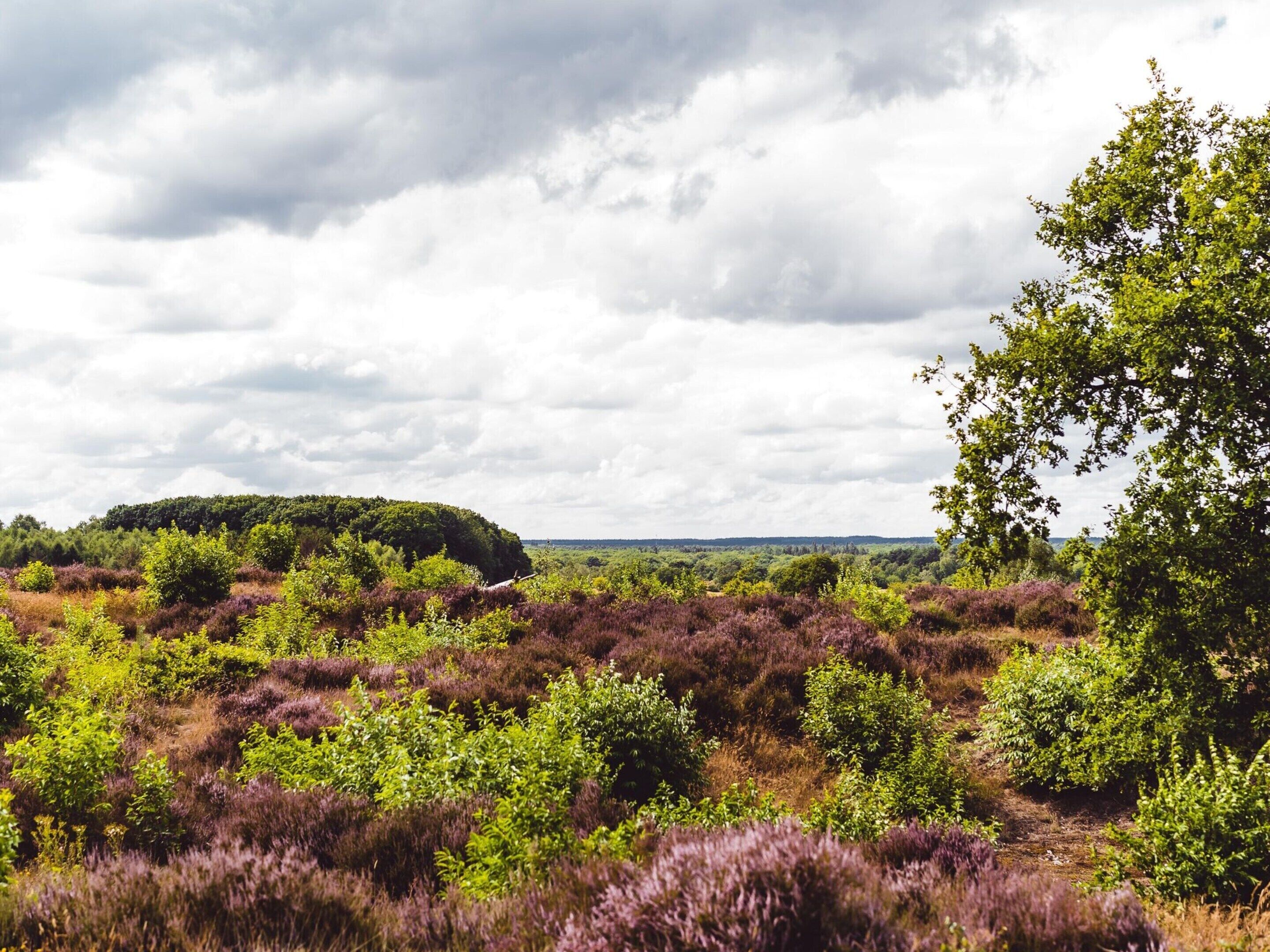 Un paisaje natural con vegetación densa y una colina distante.