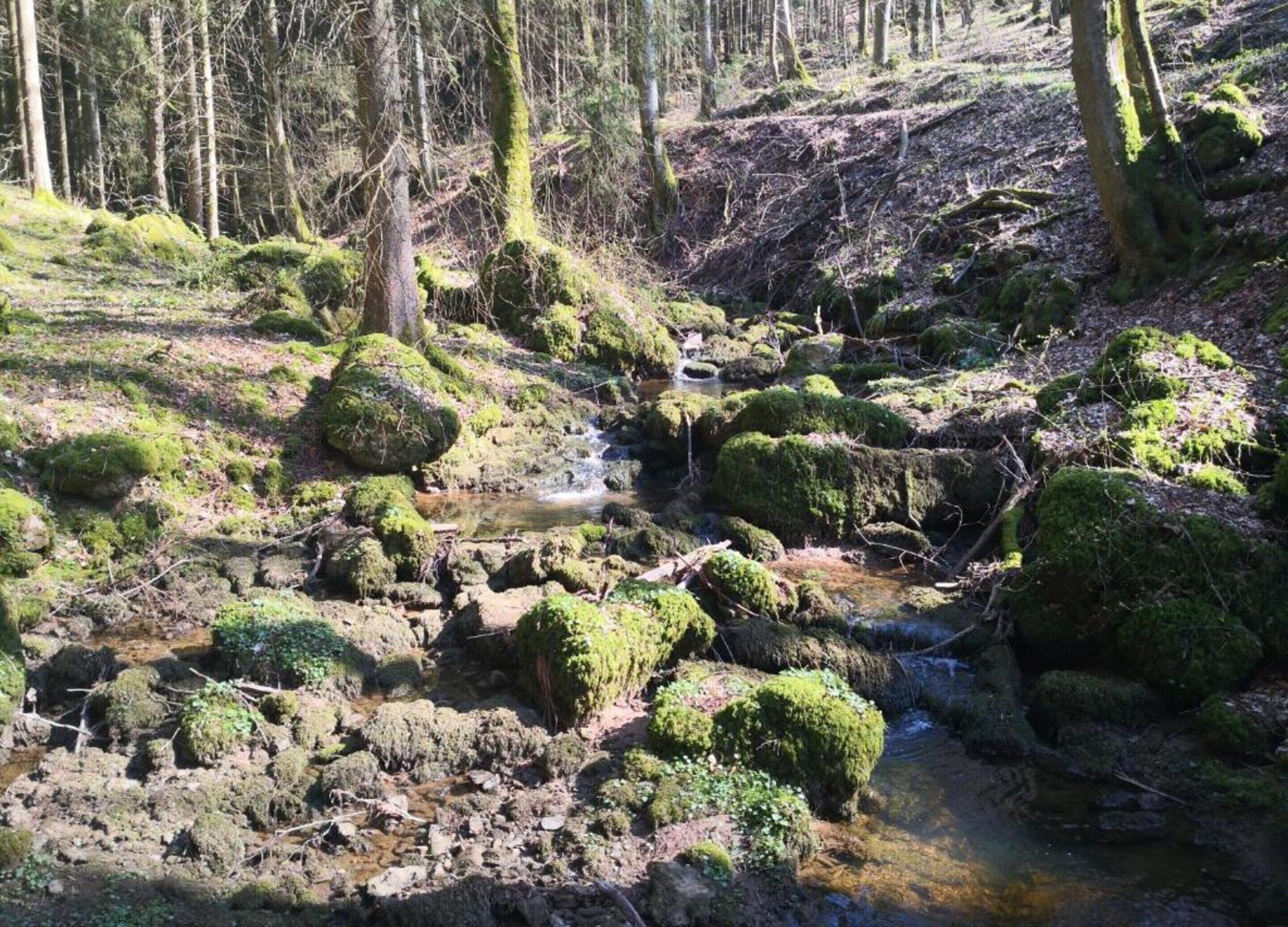 A forest stream with moss-covered rocks and trees.