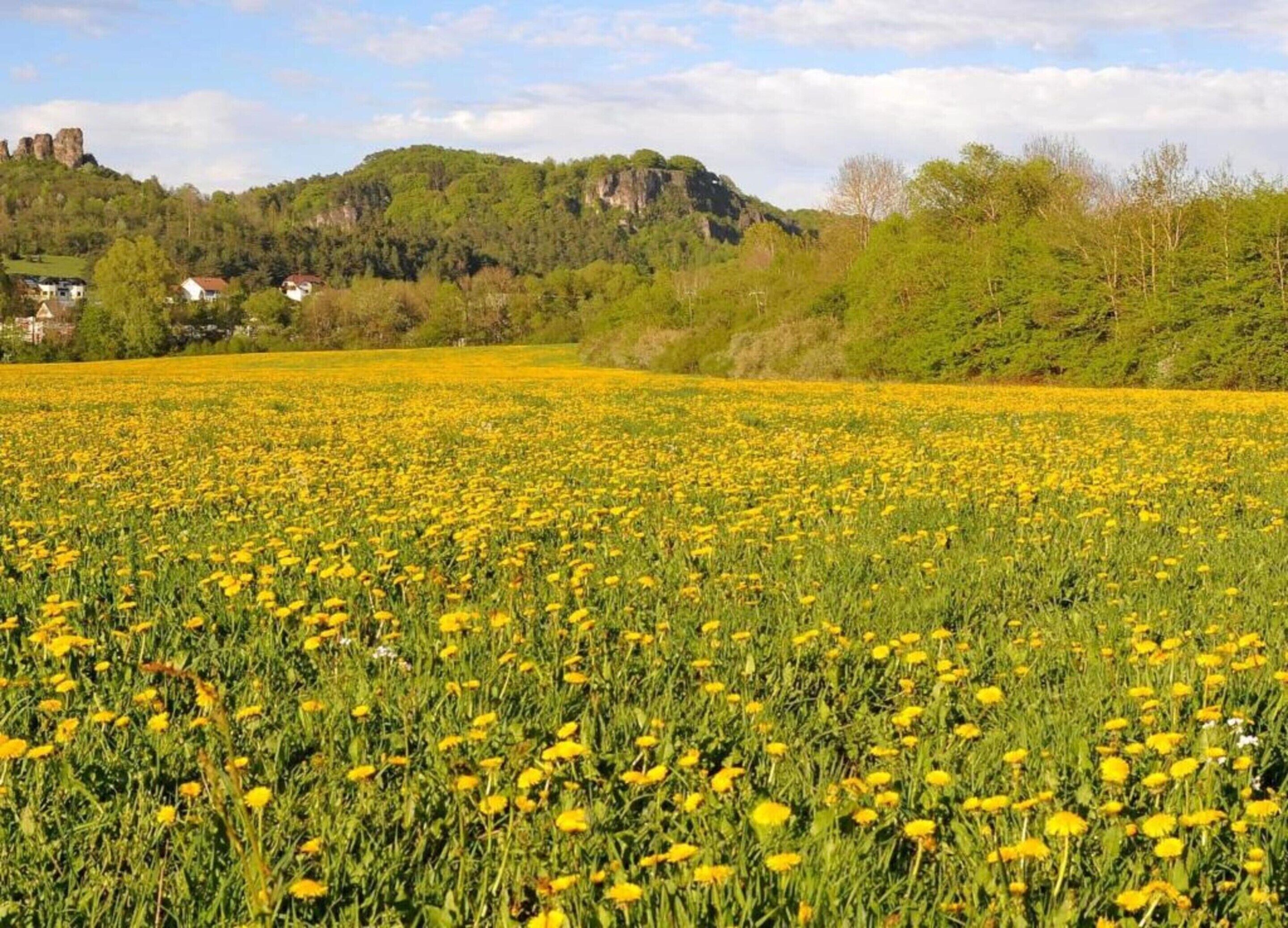 Un champ de fleurs jaunes, avec une colline et des maisons en arrière-plan.